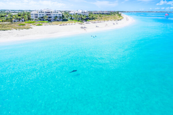 Jojo the Dolphin in the Turks and Caicos