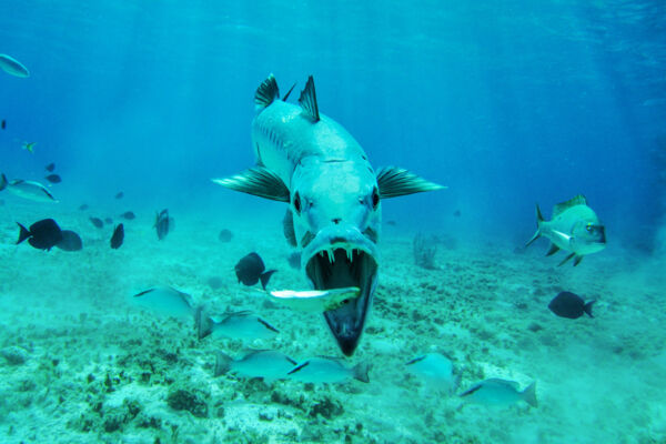 Barracuda eating a small fish in the Turks and Caicos