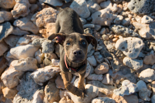 Turks and Caicos Potcake dog with blue eyes