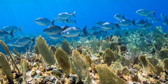 Chub fish and yellow sea fans at the barrier reef at Sellar's Cut