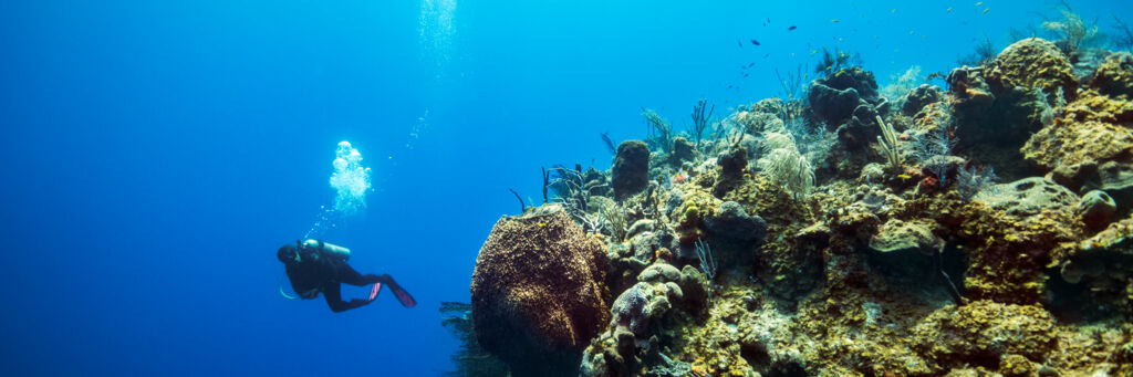 Scuba diver at the wall on French Cay with coral and sea sponges