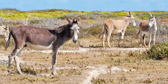 Donkeys in the low coastal vegetation at South Wells on Salt Cay