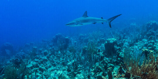 Grey reef shark gliding over the Providenciales barrier reef and wall