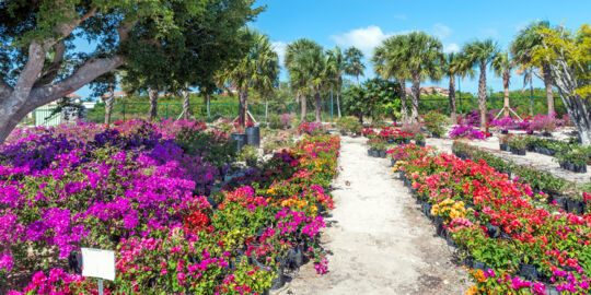 Landscaping plants at Sunshine Nursery in the Turks and Caicos