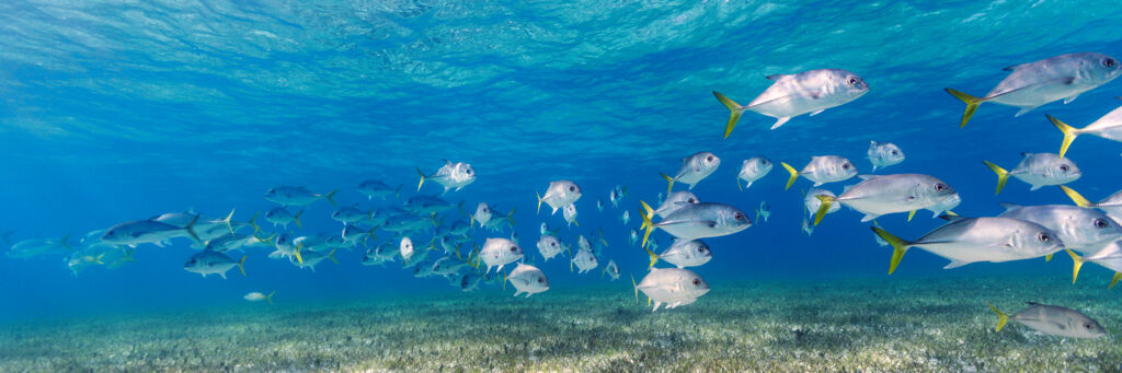 School of horse-eye jacks and sea grass in the clear ocean water off of Providenciales