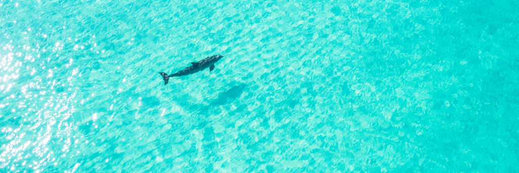 Jojo the Dolphin at Grace Bay