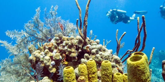 Scuba divers with soft coral and tube sponges in the Turks and Caicos