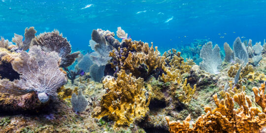 Vibrant sea fans and hard coral in the Turks and Caicos at a shallow reef