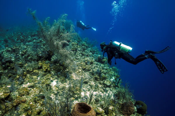 Scuba diving at the abrupt wall at French Cay