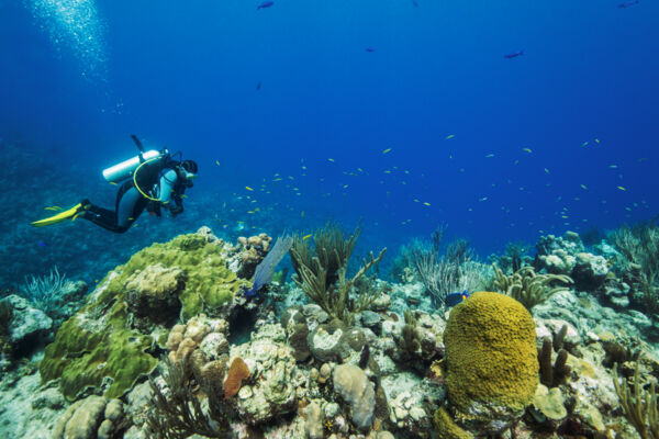 Vibrant reef and sea life with scuba diver in the Turks and Caicos