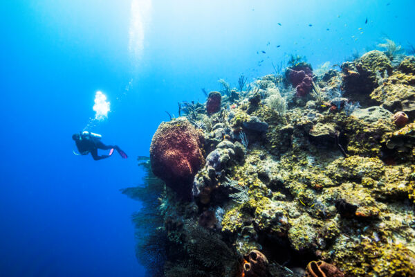 Scuba diver at the wall near French Cay