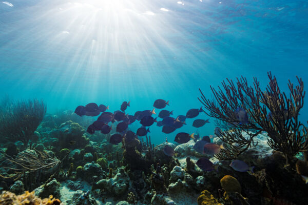 Smith's Reef at Turtle Cove