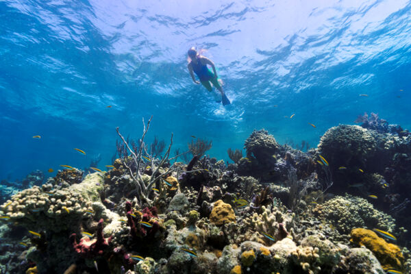 Snorkeler at Smith's Reef near Turtle Cove on Providenciales