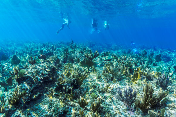 Snorkeling with sea fans in the Turks and Caicos