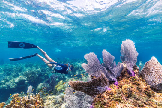 Snorkeling on the Turks and Caicos barrier reef near Wiley Cut