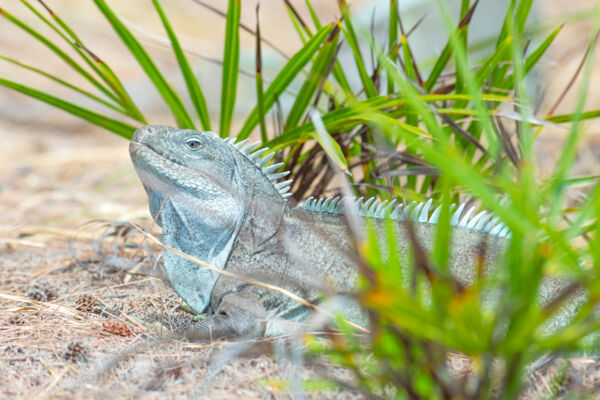 A sunning Turks and Caicos Islands Rock Iguana (Cyclura carinata)