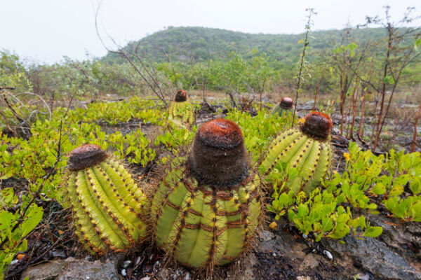 Turks Head Cacti in the limestone coppice near Flamingo Hill on East Caicos